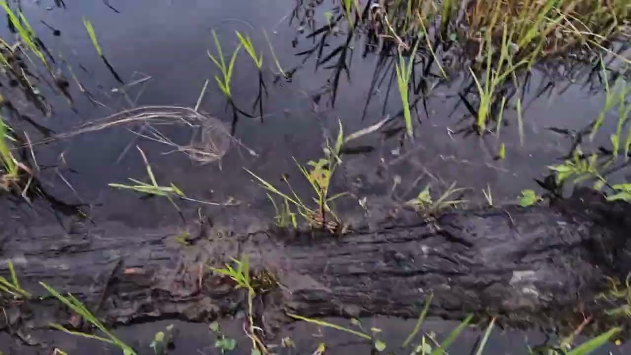 TRAÍRAS BRUTAS E MEDO DA SUCURI E DA ONÇA NESSE LUGAR PERIGOSO!!!!