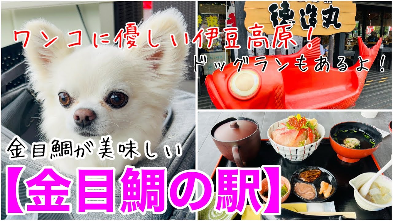 【チワワとお出かけ】ワンコに優しい伊豆高原で見つけたワンコに優しいお店！