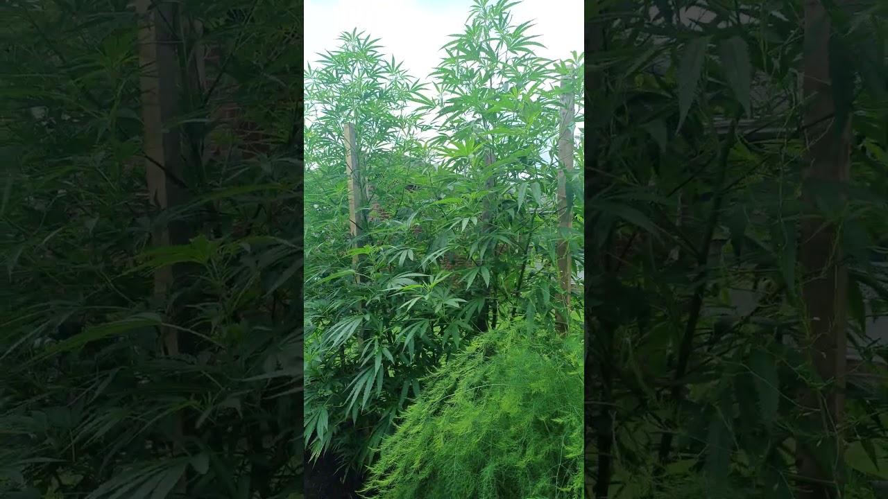 8ft outdoor 8 -10 -24 #OutdoorGrow #LegalCannabis #ACinfinity #MarsHydro #Spiderfarmer
