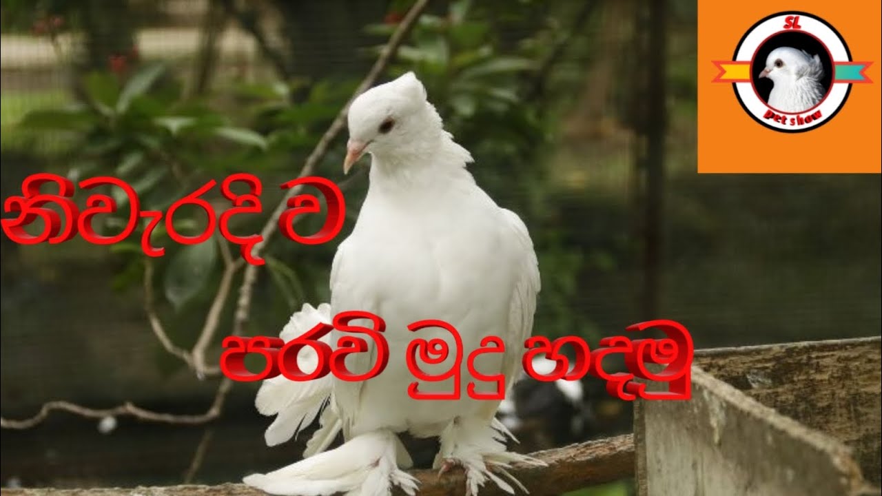 නිවැරදි ව පරවි මුදු හදමු