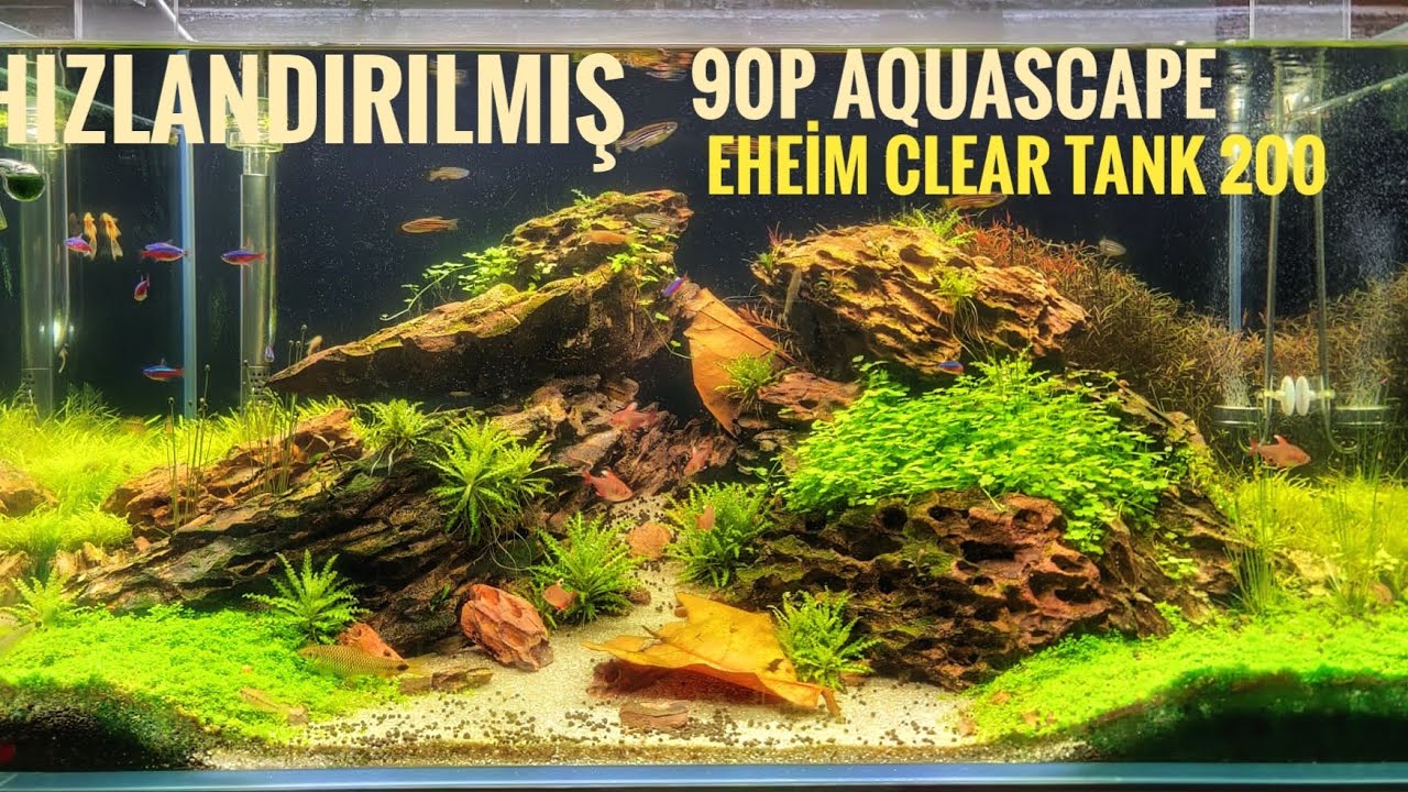 90P | HIZLANDIRILMIŞ BİTKİLİ AKVARYUM KURULUMU | EHEİM CLEAR TANK 200
