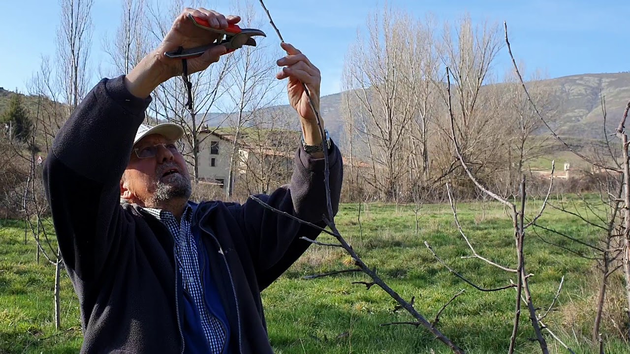 Poda del manzano. Cultivo ecológico de manzanas para sidra.