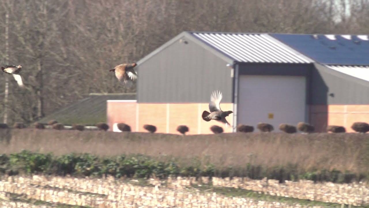 Patrijzen slowmotion compilatie