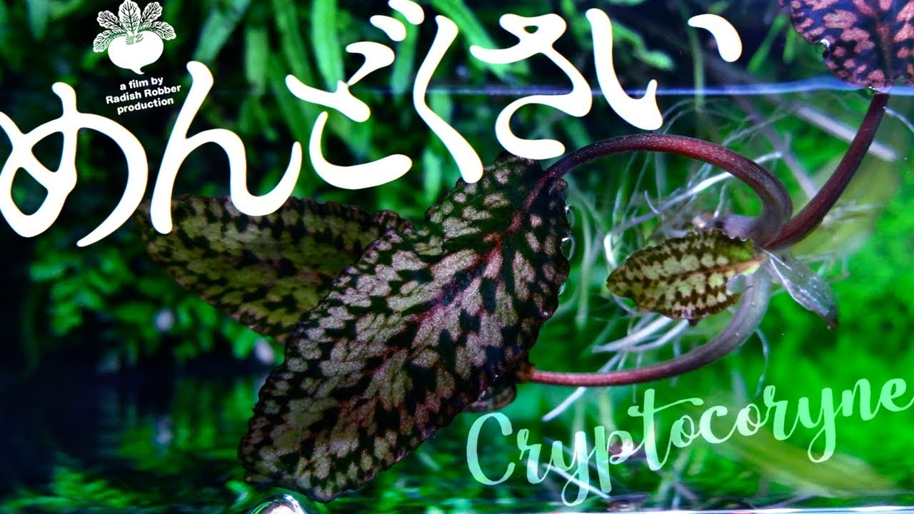 めんどくさいクリプト他（ｱｸｱﾘｳﾑ,水草,水槽）