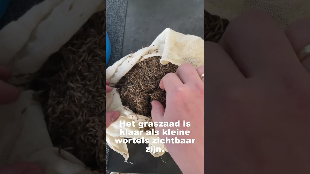 Graszaad SNELLER laten groeien! #gazon #graszaad
