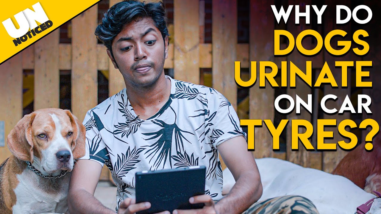 Why dogs urinate on car tyres? | Pheromones in dogs | Unnoticed #8 | Tamil | LMES