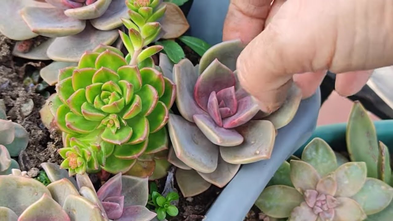 Nesrin hanımın kargosu ankara yolcusu🎋🌹#succulent #plants #youtube #benionecikar 