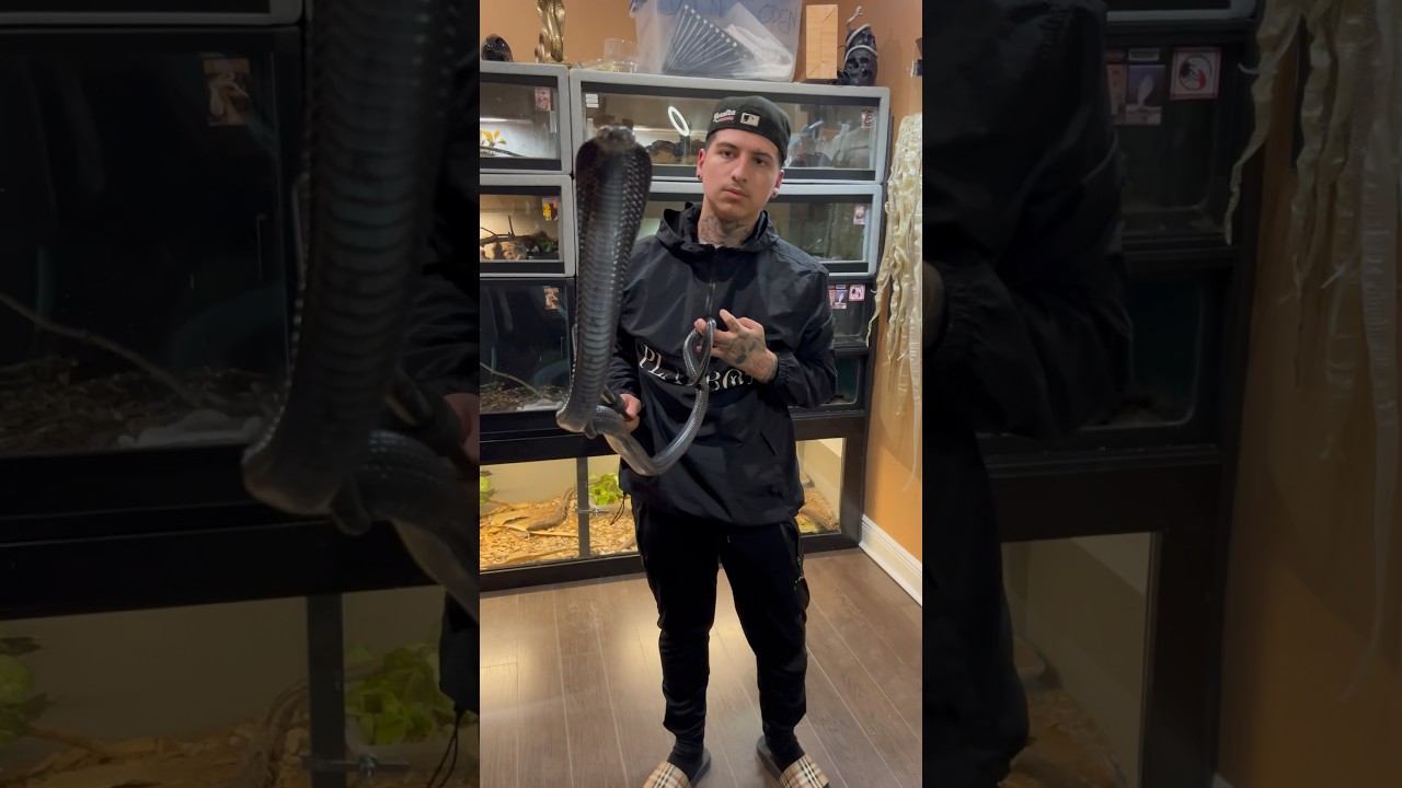 MY JET BLACK FOREST COBRA !! #wildlife #reyrackz #animals #cobra #forestcobra #nature #venomous #fyp