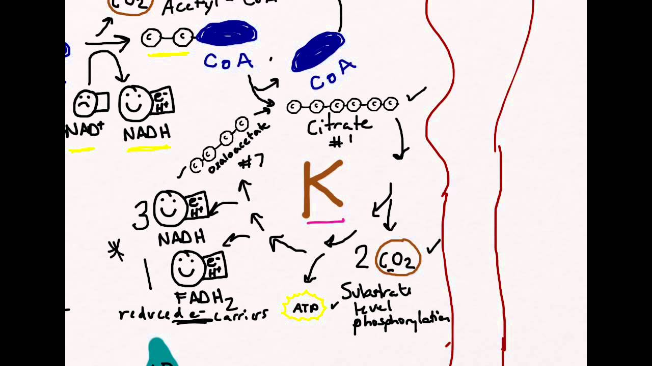 ATP production, 