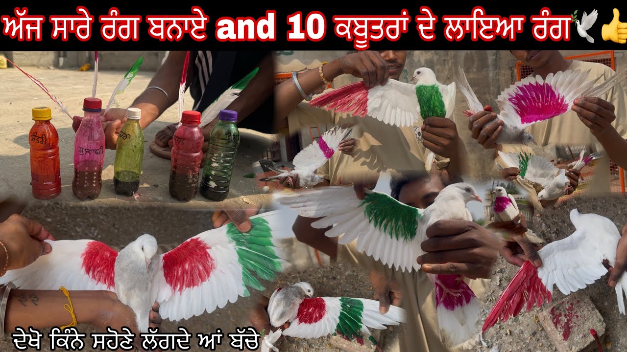 ਅੱਜ ਸਾਰੇ ਰੰਗ ਬਨਾਏ and 10 ਕਬੂਤਰਾਂ ਦੇ ਲਾਇਆ ਰੰਗ🕊️👍|| ਦੇਖੋ ਕਿੰਨੇ ਸਹੋਣੇ ਲੱਗਦੇ ਆਂ ਬੱਚੇ🕊️||#views #pigeon 