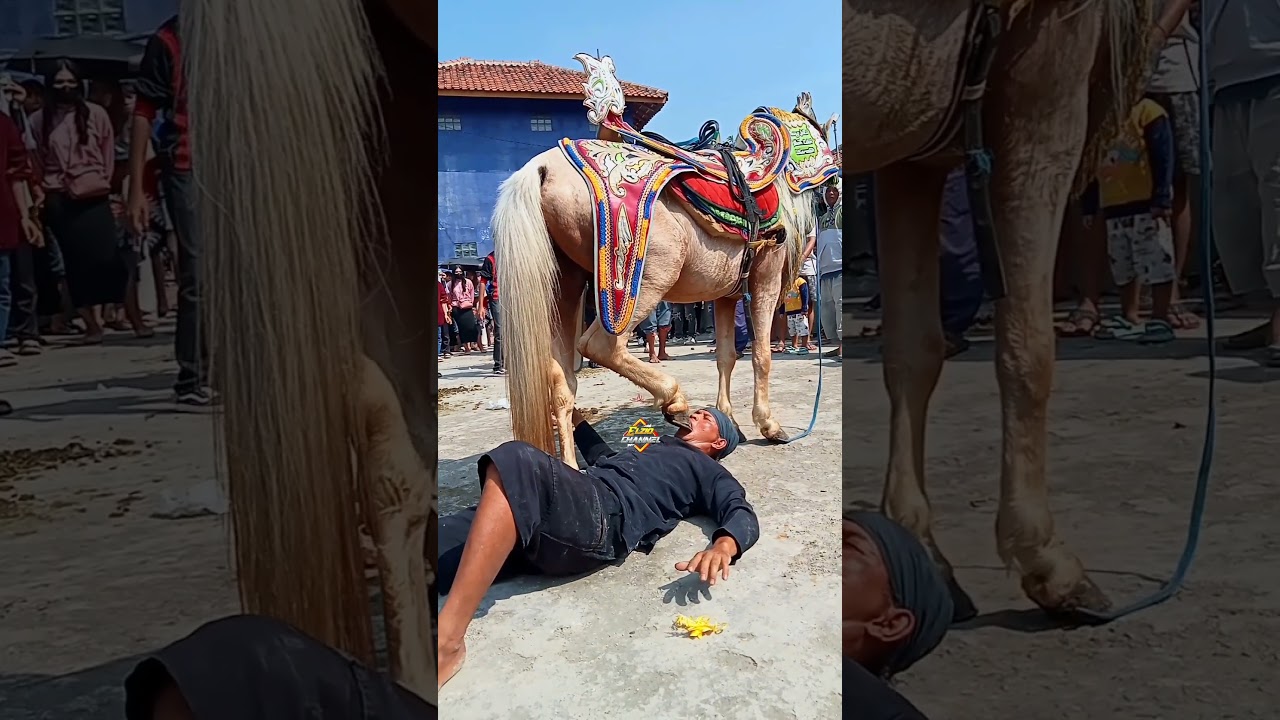 aksi berbahaya dari mang taruna bersama kuda renggong bule #shorts #kudarenggong #kudasilat