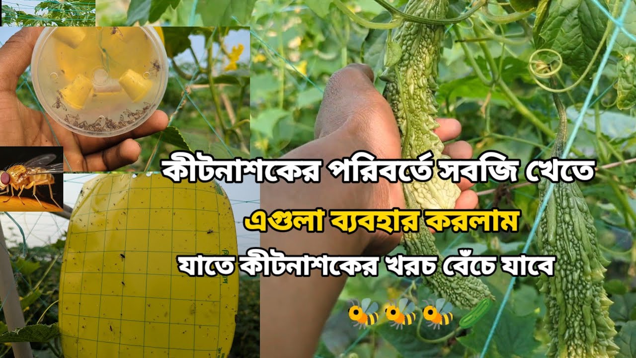 কীটনাশকের খরচ কমাতে এই জিনিসগুলো ব্যবহার করতে পারেন ১০০% পোকা দমন হবে ইনশাল্লাহ 