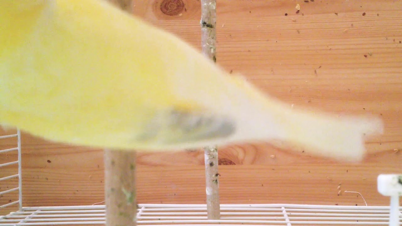 Kanarienvogel Training 😍