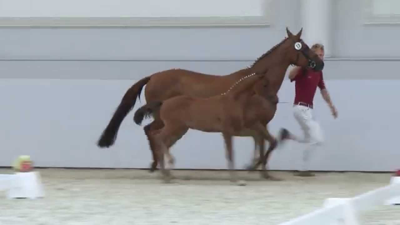 Hengstfohlen * 07.05.2015 - Cadeau Noir x Cartier x Rubinstein  x Ramino x Weltmeister x Cardinal xx