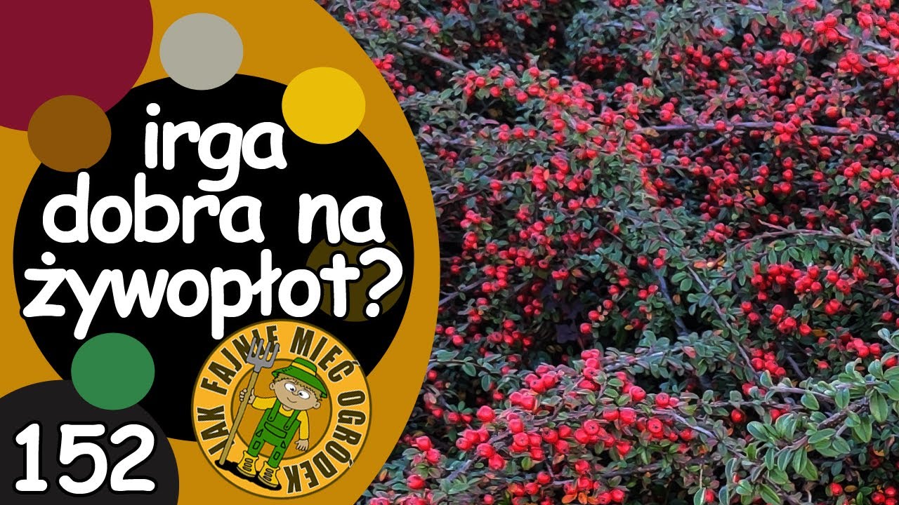 #152 Irga na żywopłot - alternatywa dla bukszpanu?
