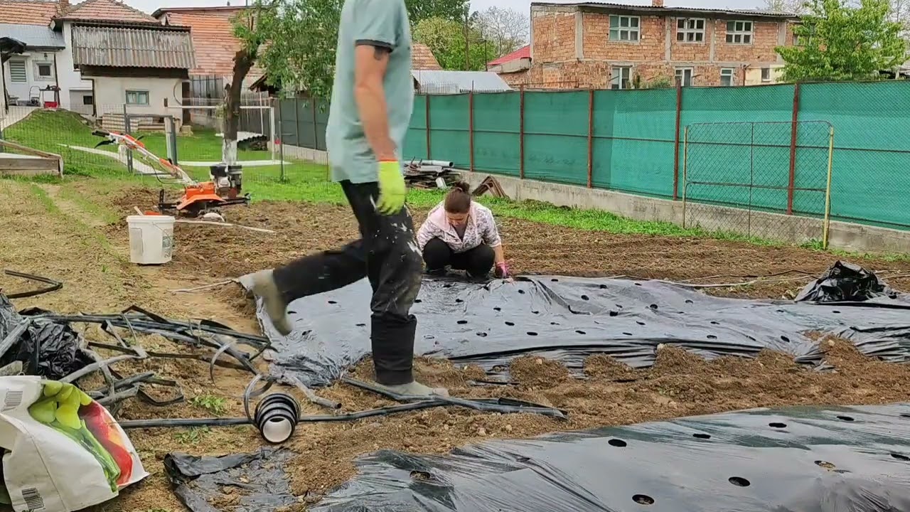 Plantarea răsadurilor pe biloane cu banda de picurare