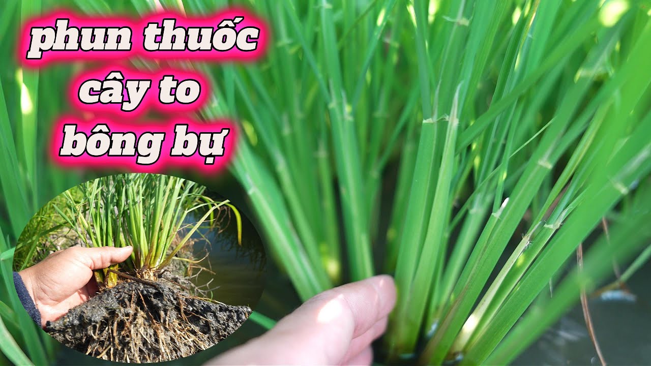 phun thuốc sau bón phân đón đòng CÂY TO BÔNG BỰ vụ đông xuân l Thanhdotv