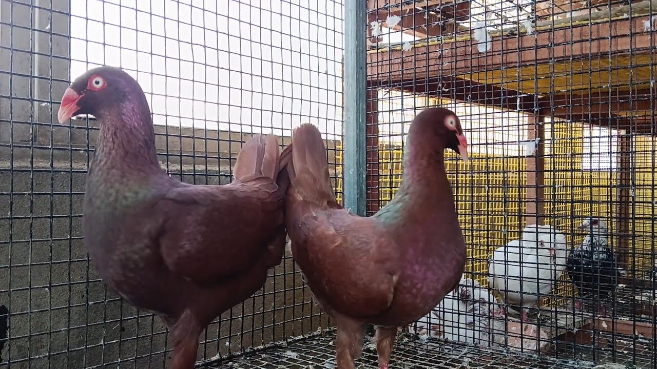 লাহোর ই সিরাজ, বেহালার দীপবেন্দু দার ঘরের #pigeon #kabutar #birds #kabootar #kabootarba 