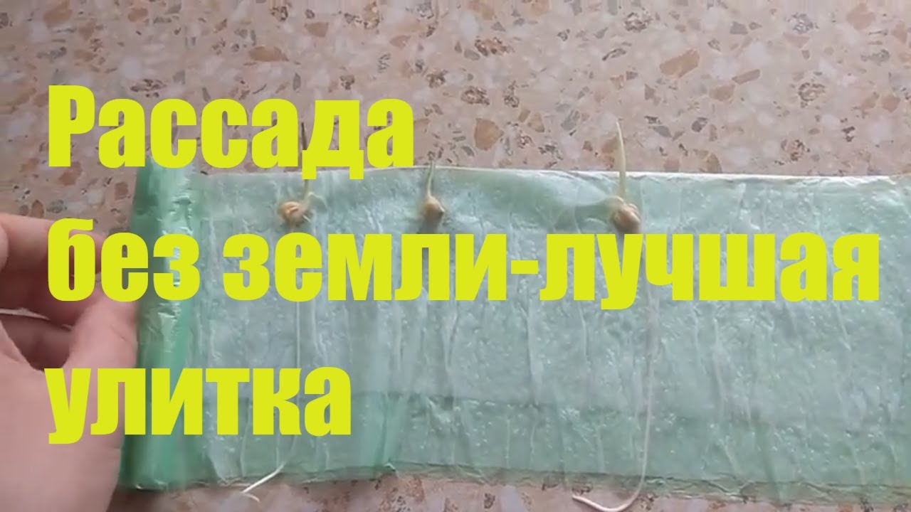 СЕЕМ СЕМЕНА В 