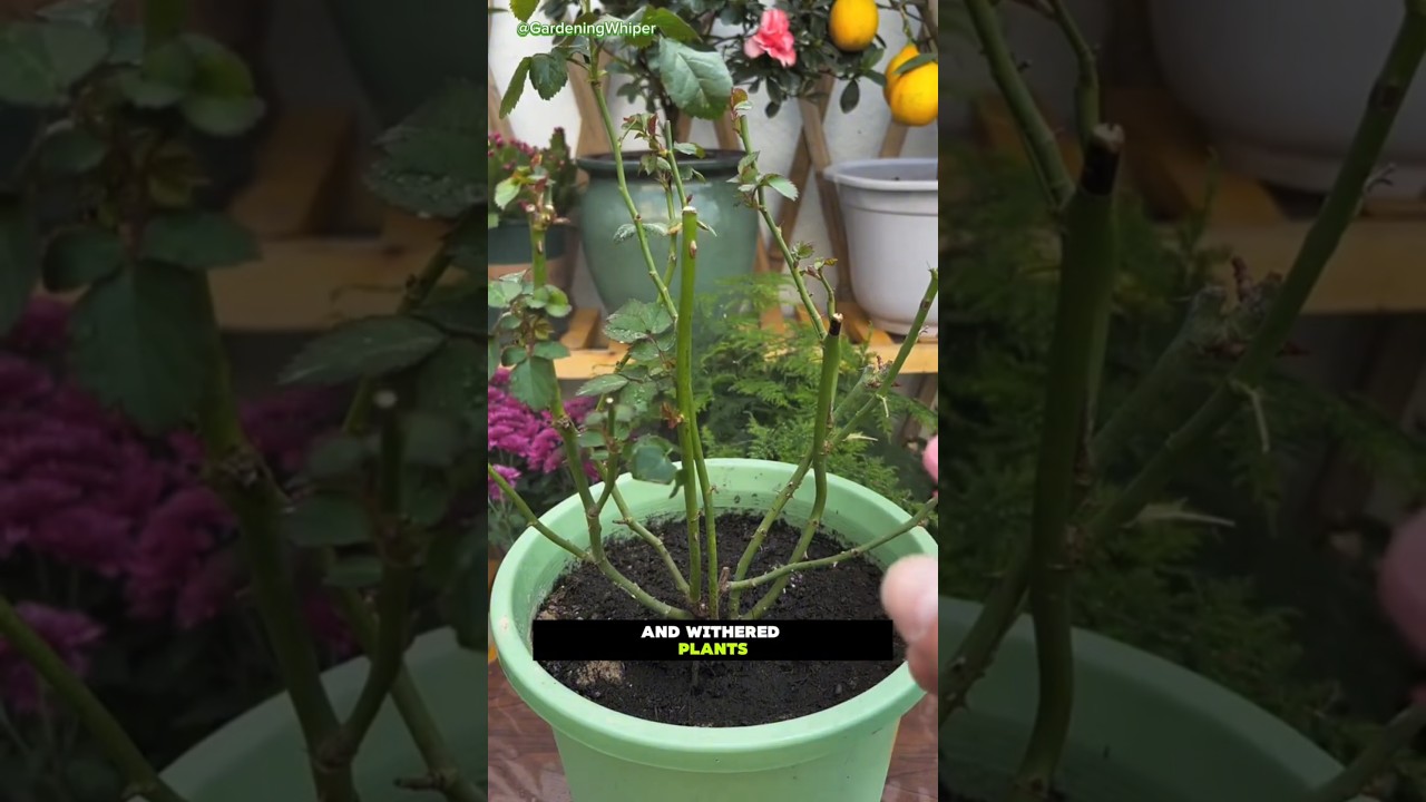 🌱 Secret Hack! Fix Yellow Leaves & Dying Plants FAST 🍃💧||#garden #gardening #viralshort