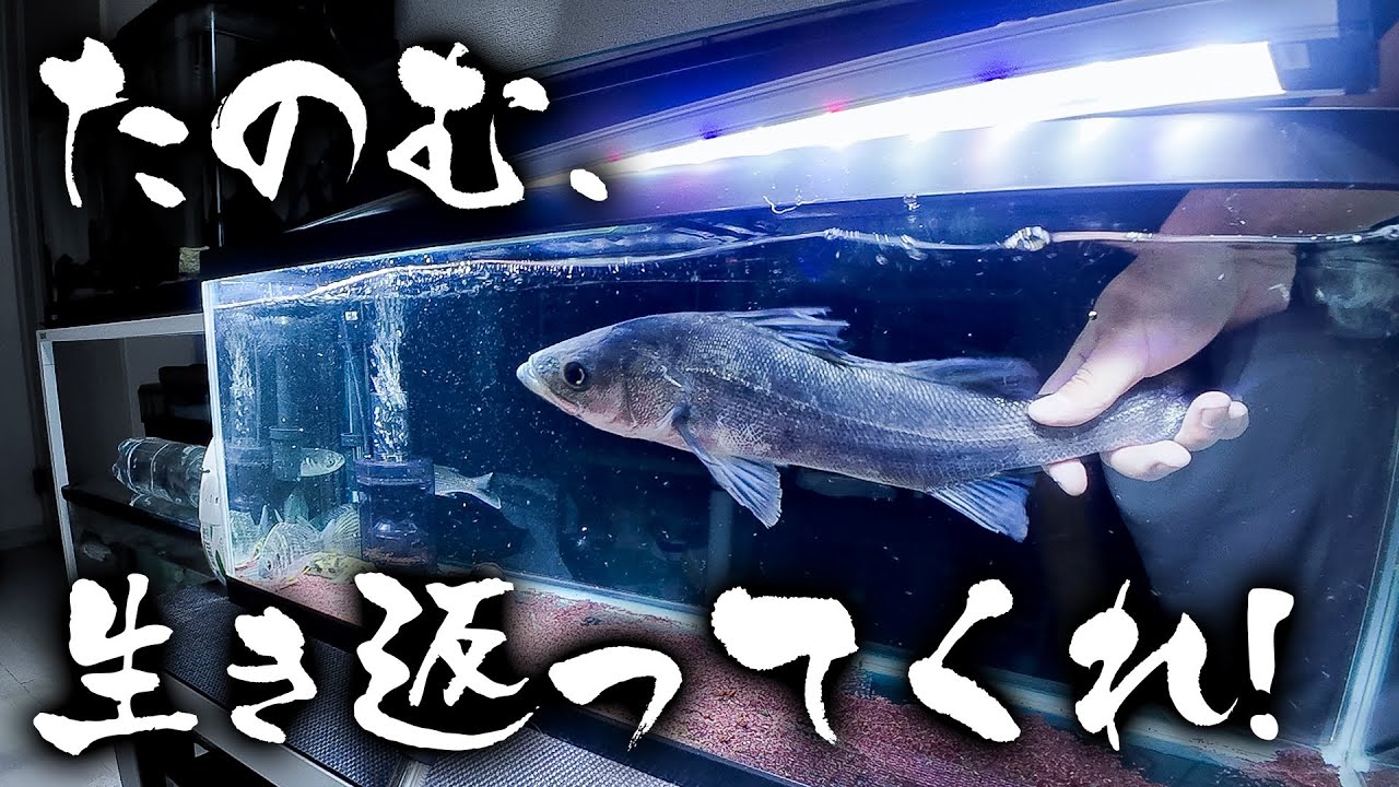 ペットの餌用の魚を釣りに行ったが、なぜか必死で蘇生してた【シーバス】