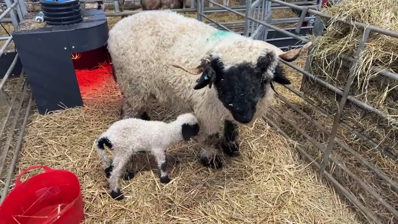 A surprise rare breed lamb! Let’s go over the plans for the day!