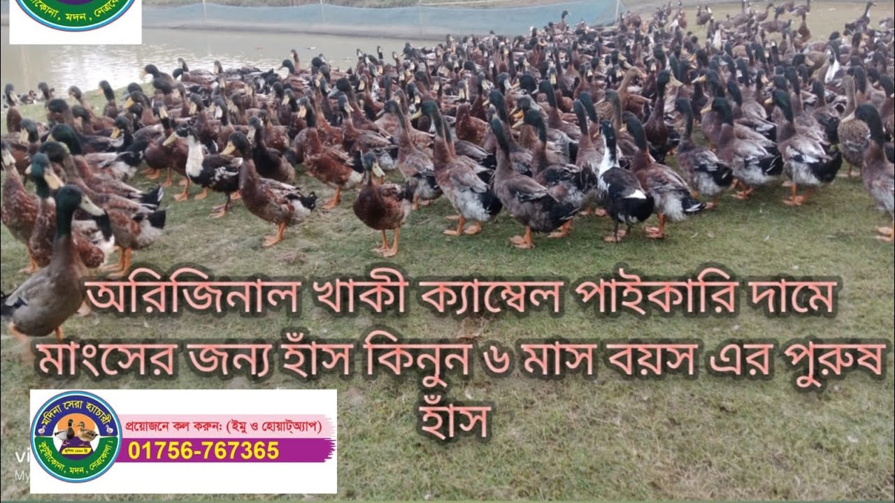 ৬ মাস বয়সী সম্পূর্ণ প্রস্তুত হাঁস নিতে তথ্য ও পুরো ভিডিওটি দেখুন#হাঁস #duck #farming #birds #হাঁসের 