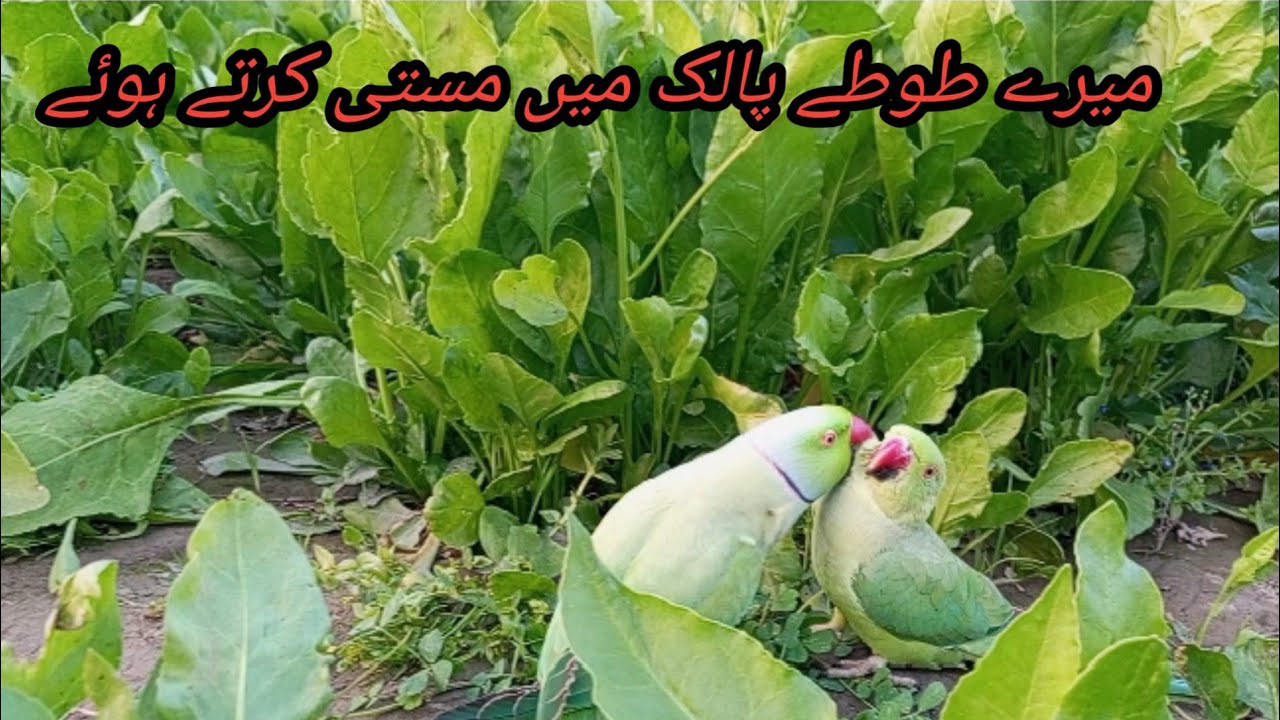 My parrots Happy mood ❤️