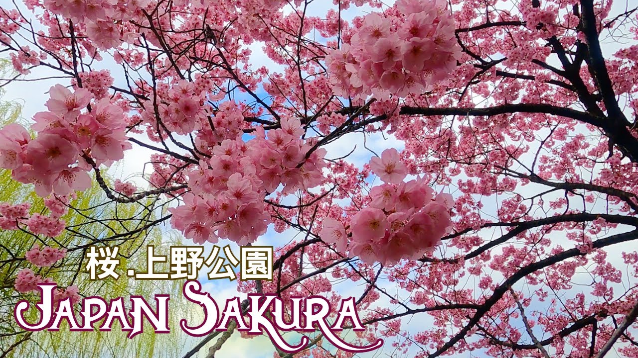 HOA ANH ĐÀO Công viên Ueno Park 2022 | Mon Japan