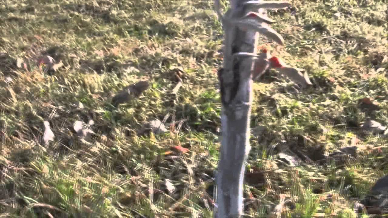 Budding Apple Trees - revisited