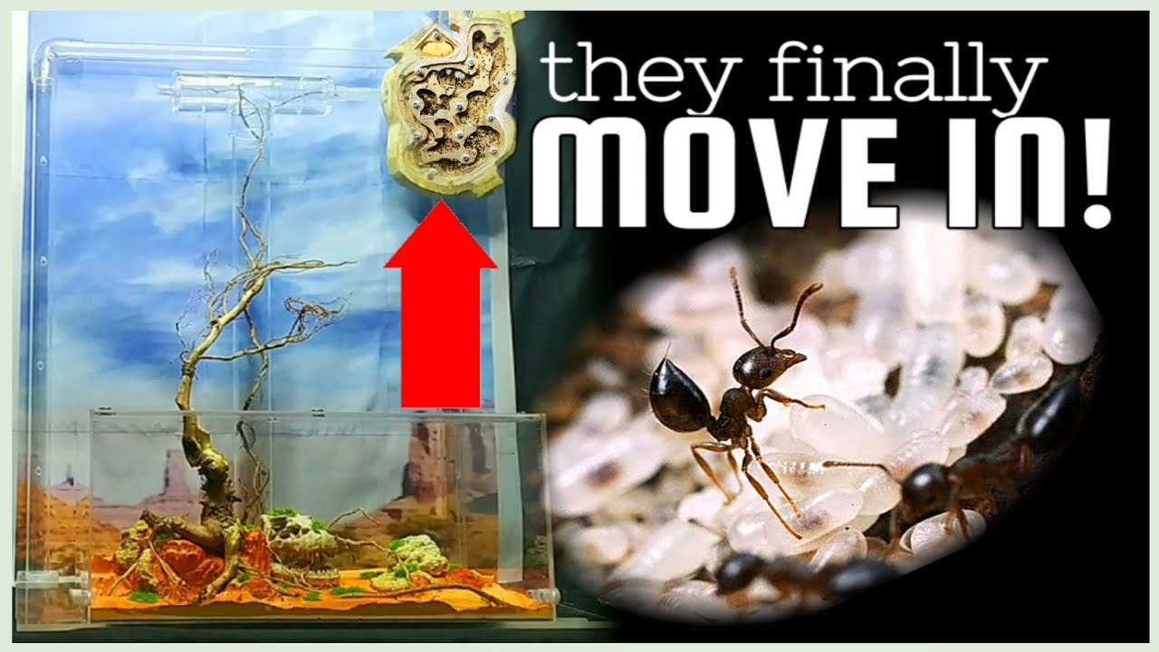 MY ACROBAT ANTS IN ARBOREAL SET UP | D colony
