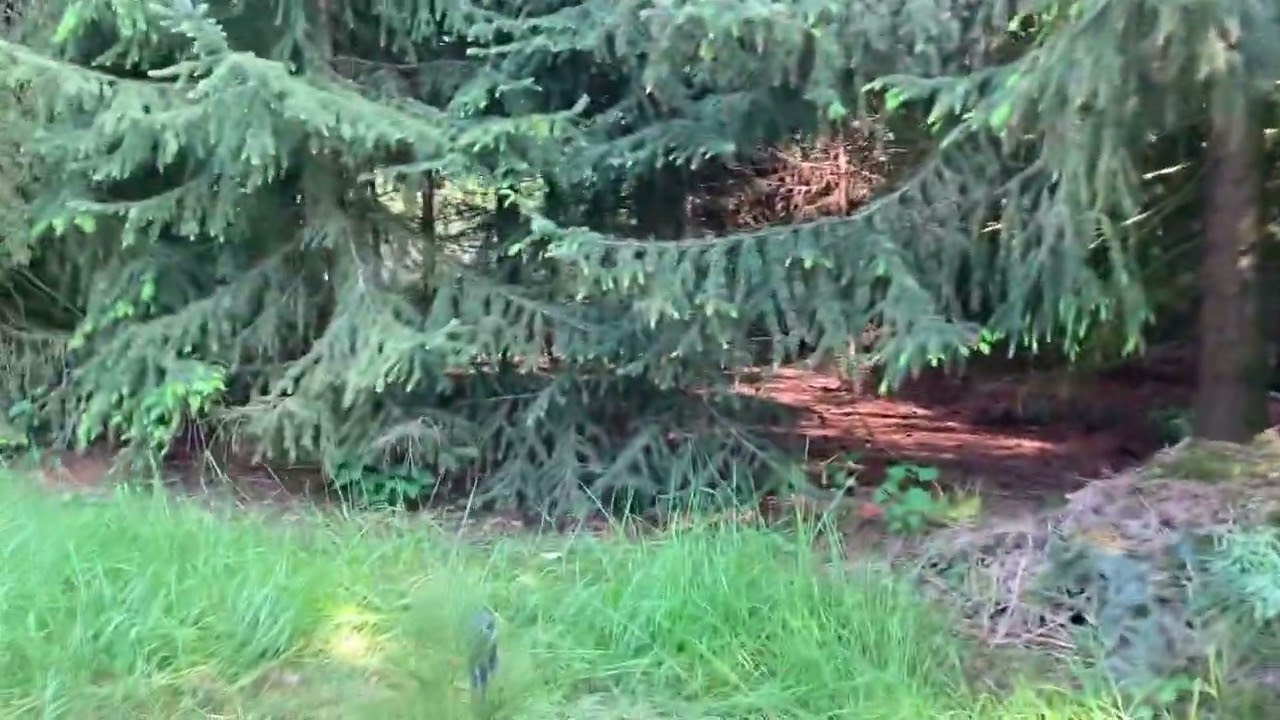 Giant sequoia  10-5-2024