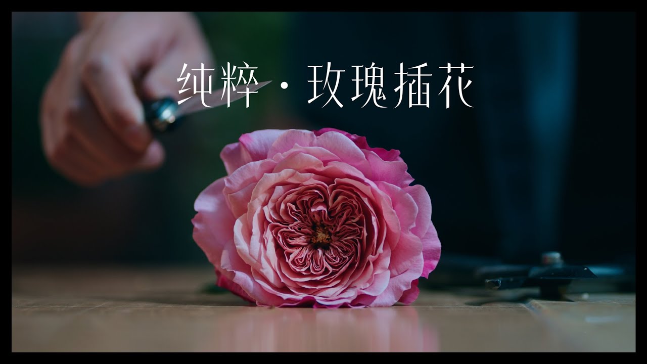 【Perry派瑞】纯粹 玫瑰插花 花艺 #花艺 #花藝  #flowerarrangment