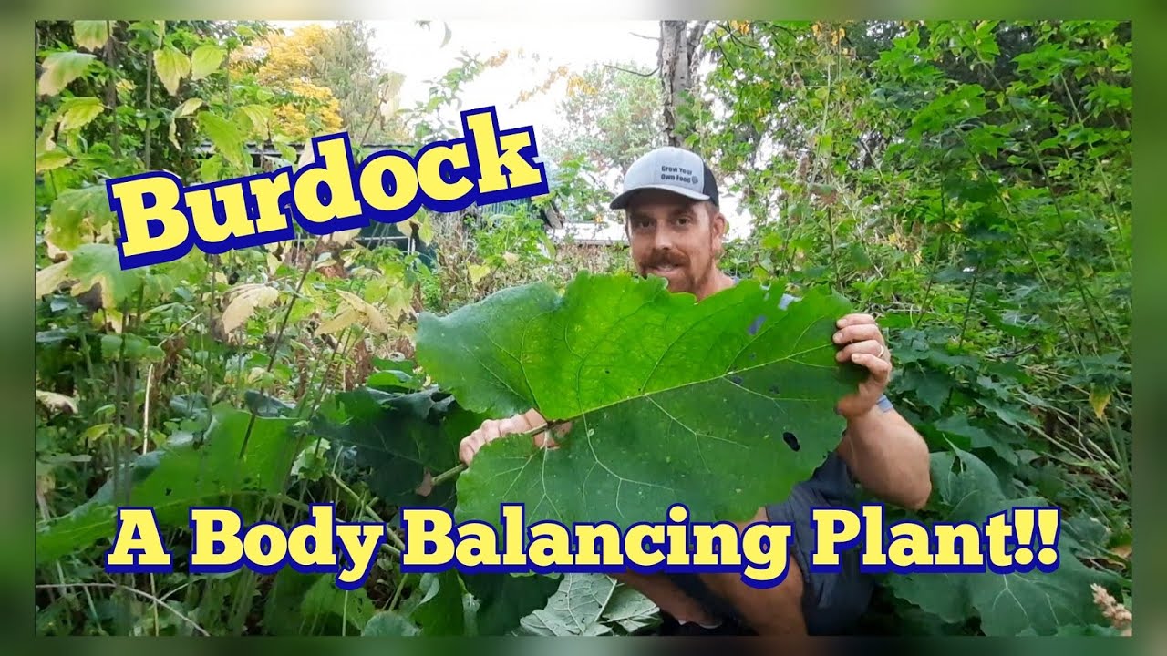 Burdock - Blood Cleansing Edible and Medicinal Plant - Identification, Description, and Harvesting