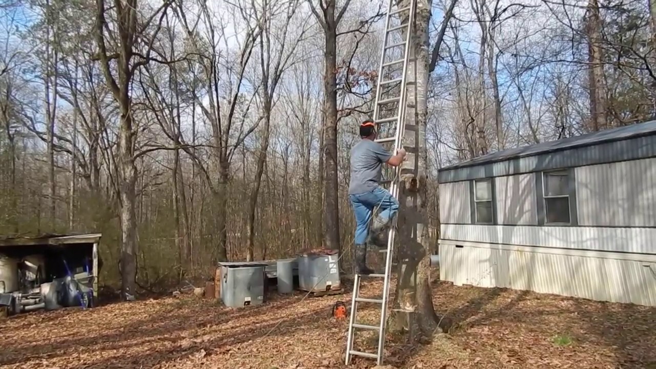Cutting Down A Leaning Tree!