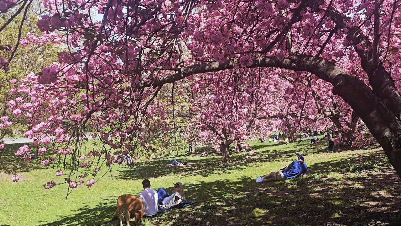 Cherry blossoms in full bloom KefamC