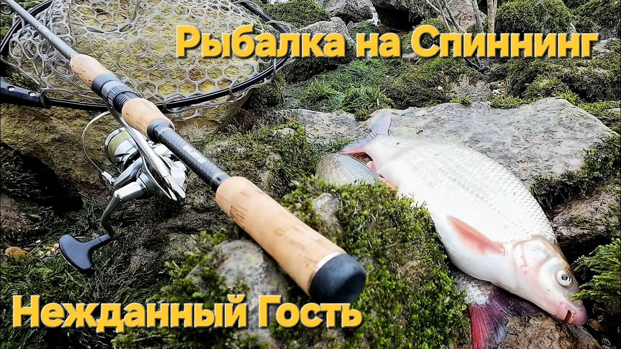 Вот так встреча, ловля Подуста на спиннинг, рыбалка на грушку! #спиннинг #рыбалка #подуст