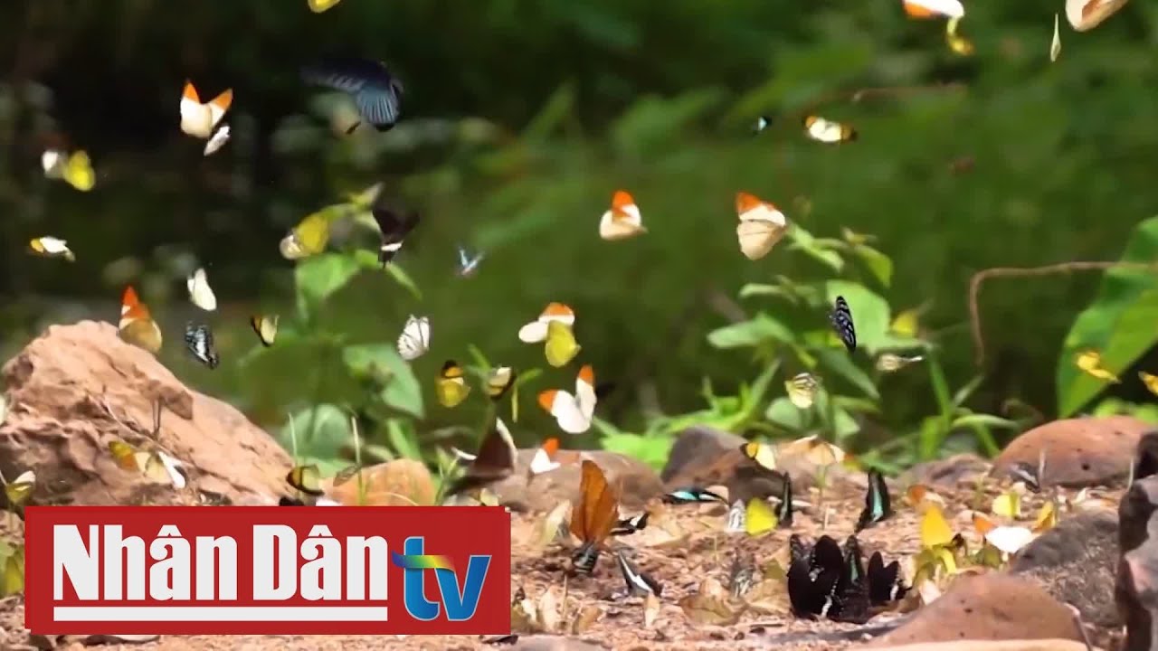 Vườn Quốc gia Cát Bà
