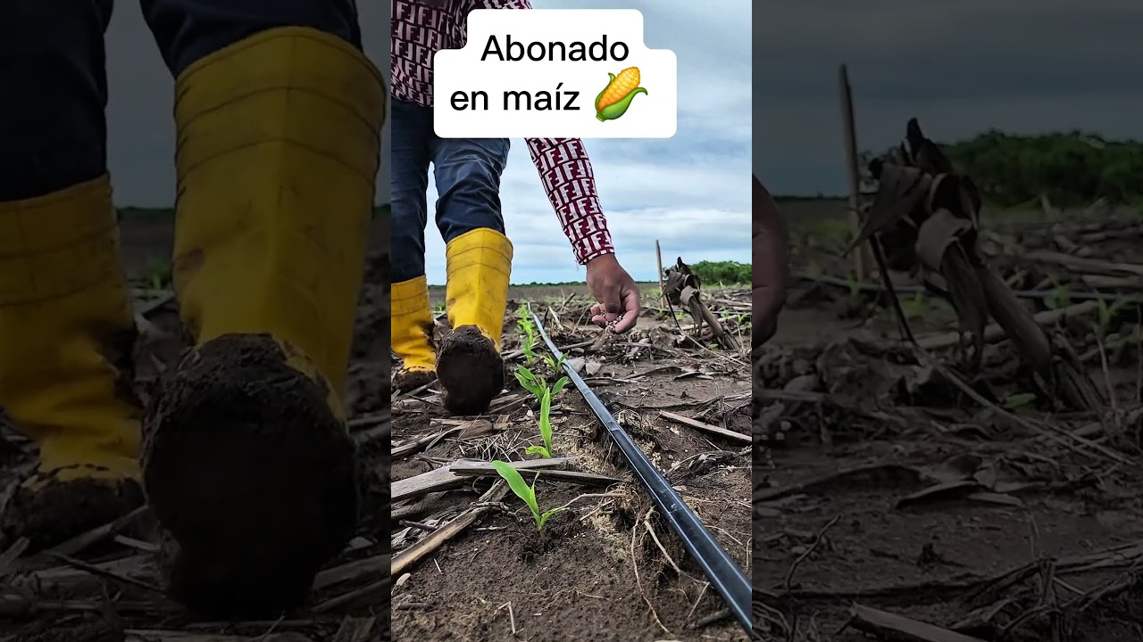 Cu&aacute;ndo abonar el ma&iacute;z, primera fertilizaci&oacute;n #plantas #jardin #agricultura #cultivodema&iacute;z