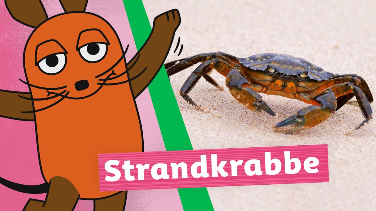 Warum läuft die Strandkrabbe seitlich? | Die Maus | WDR
