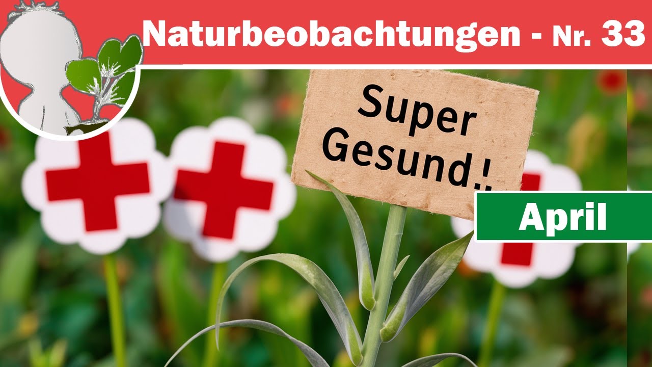 Naturbeobachtungen 33 - Ein Wort über Gesundheit & Heilung(sversprechen) mit/durch (Wild)Pflanzen