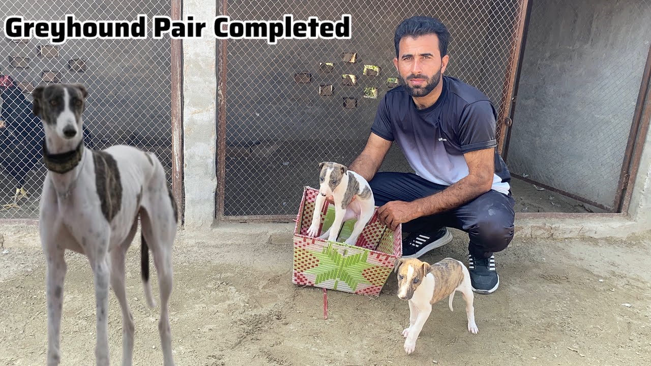 Greyhound male Puppy a gya 🐶Tazi Puppies ka Jora ban gya 😳 Pets Lover in Punjab 