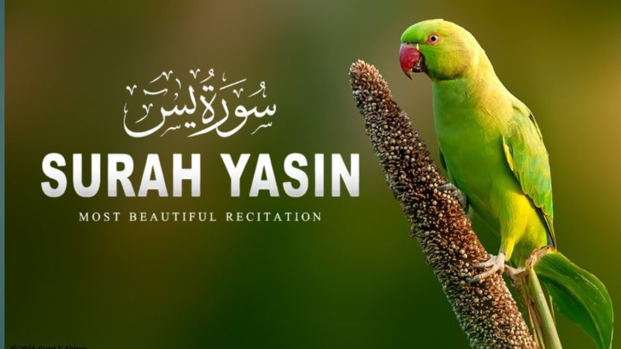Sura Yaseen Beautiful Recitation Full || Copy of Islam Subhi Viral Quran Recitation  episode 33