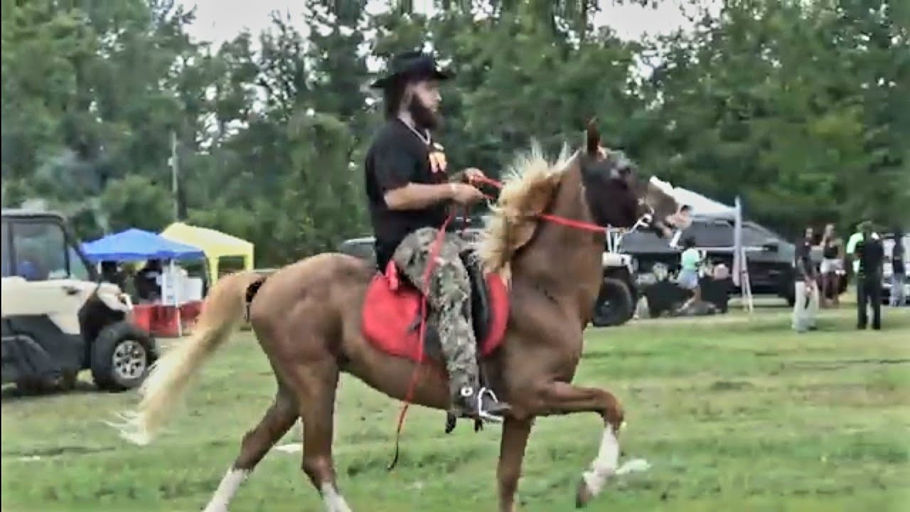 Trail Ride in Mineral Springs, Arkansas