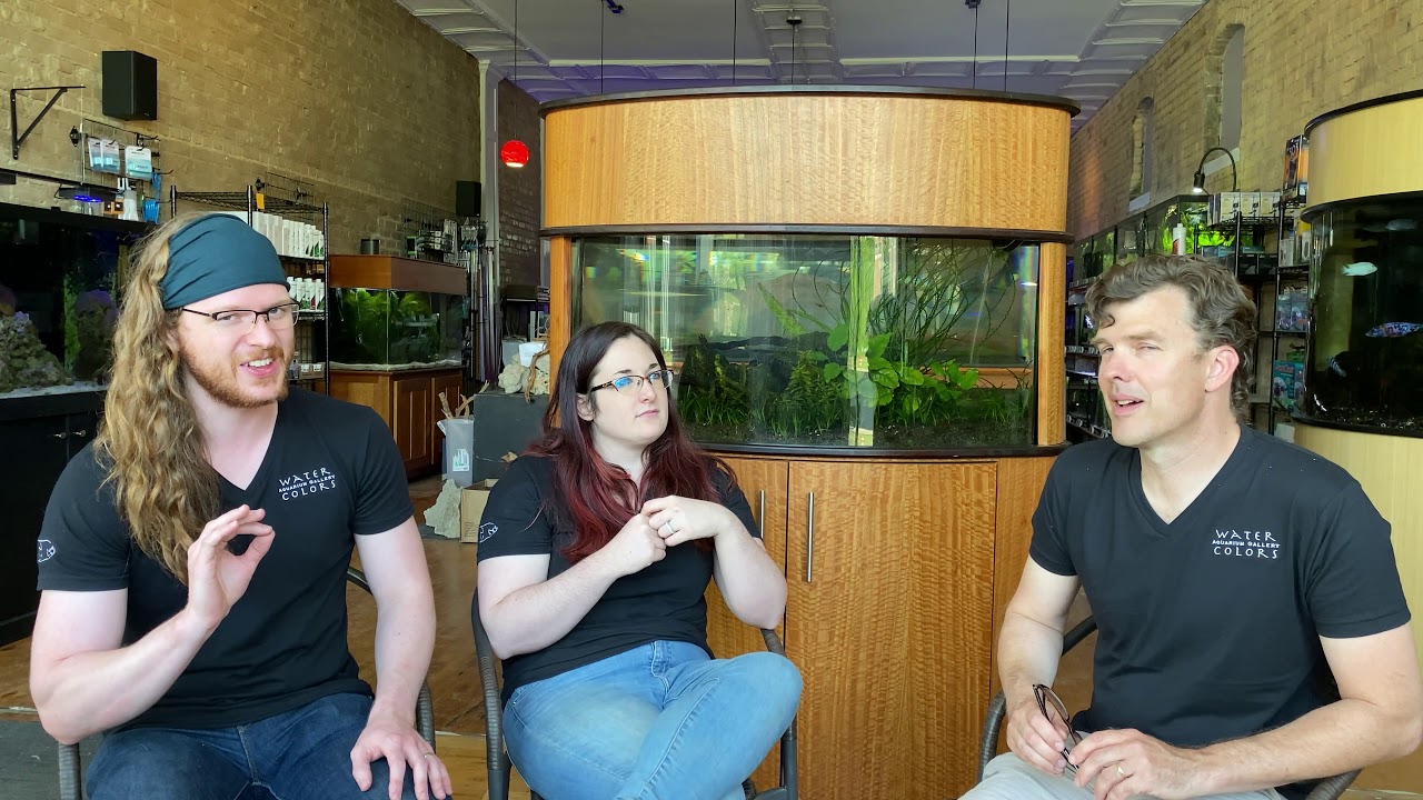 Honey Gourami Species Profile