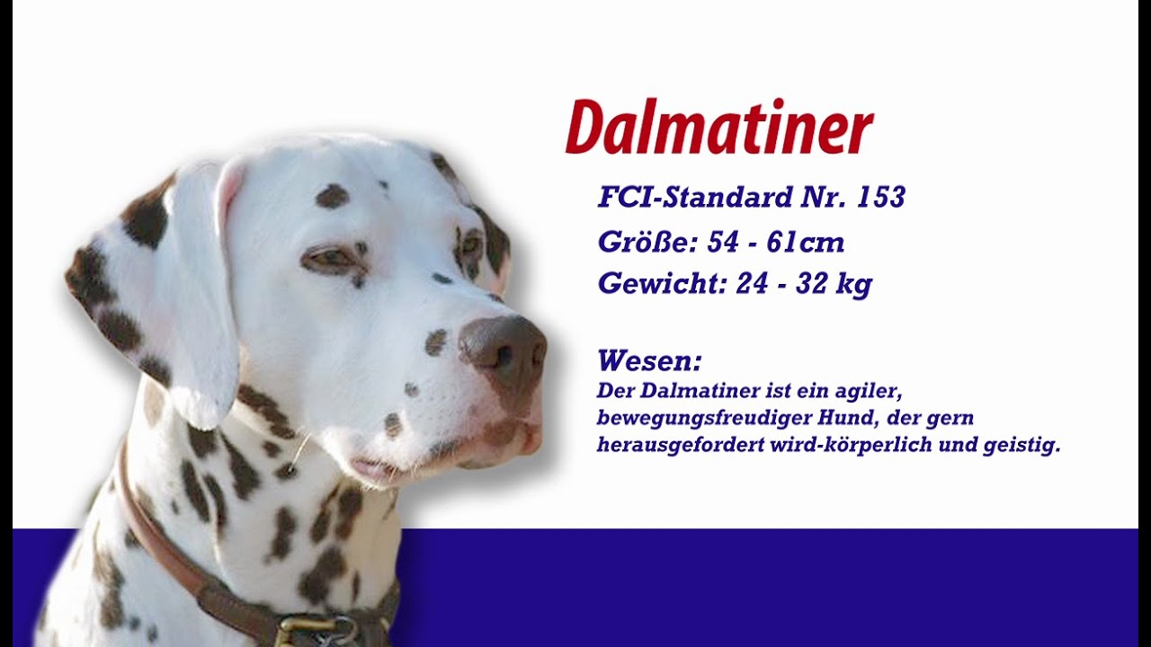 Meister PETz TV - Dalmatiner