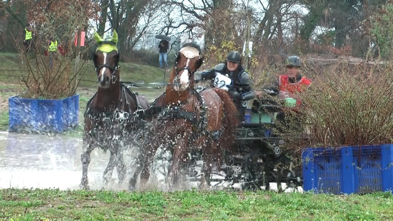 Attelage de chevaux, un Mix