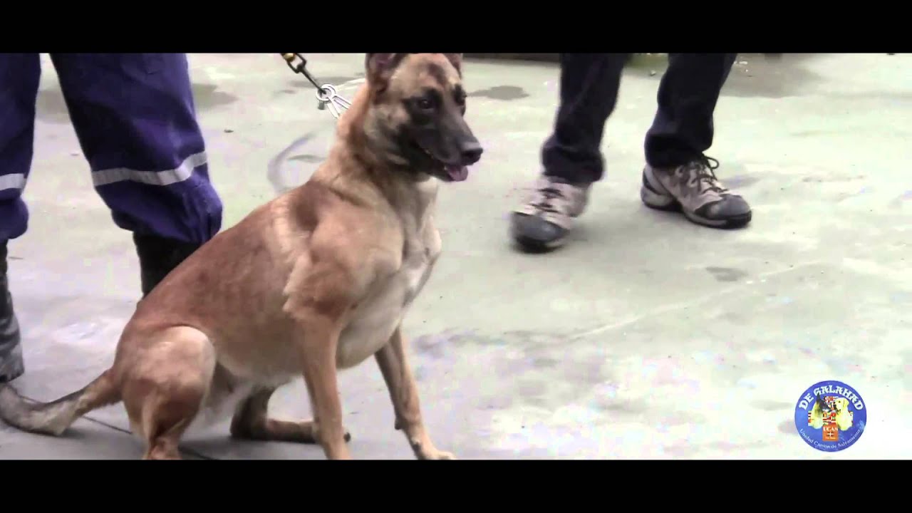 Documental UCAS de Galahad