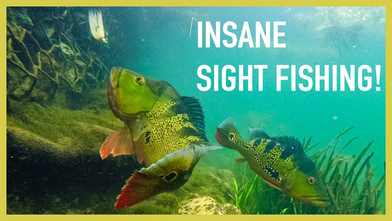 How Is This Water So CLEAR?!?!? Sight Fishing Peacock Bass