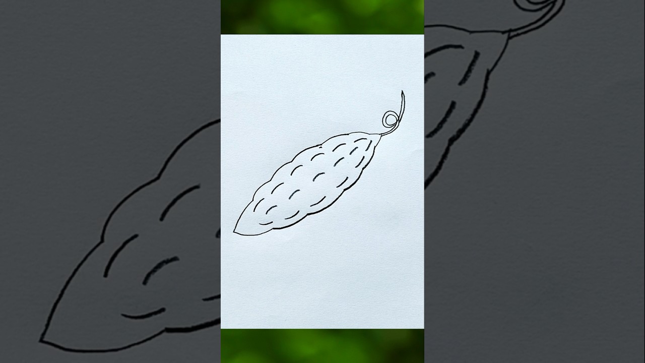 How to Draw a Bitter Gourd Easy for Kids | Bitter Gourd Drawing Easy | #shorts #drawing #bittergourd